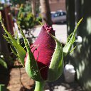 ���� Sezai, �����, 66 ��� - ��������� 9 ���� 2016 � ������ �Roses�