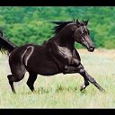 ���� �������, �������, 45 ��� - ��������� 17 ����� 2016 � ������ ���� ����������