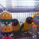 ���� �����, ����-������ - ��������� 11 ���� 2016 � ������ ���� �����