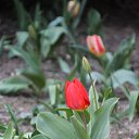  , , 60  -  5  2016     ,03.04.16.