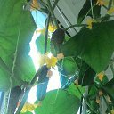 ���-����� ������� ��������, ���-����� ������ ==== � ������ ������ ������� ==�� ���� �������.