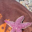 ���� ����, ����������� - ��������� 10 ������� 2016 � ������ ������ ��������