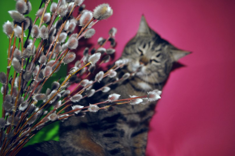 Мягкую лапку тронешь рукой.В душе теплота пробегает волной Чувствуешь очень вот и весна Котиков ...