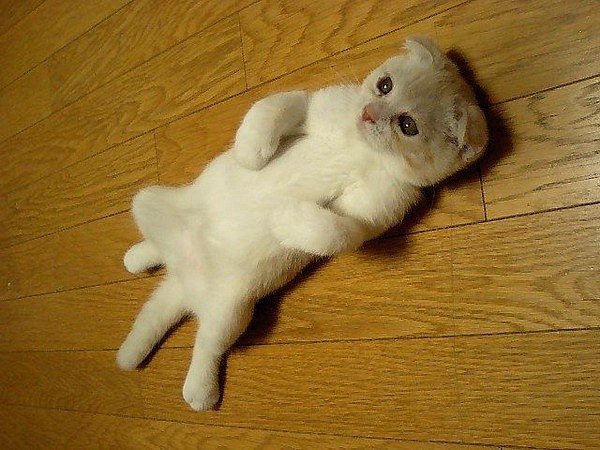 Ещё больше котиков тут - fotostrana.ru/public/341296/.Подписывайся