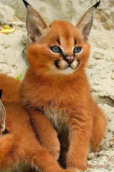  (Caracal caracal),       .    ... - 2