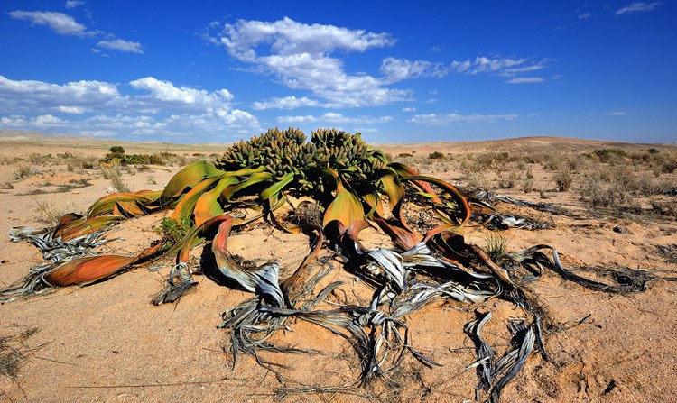  .  (Welwitschia mirabilis).  - ...