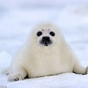 ���� ����������, ������, 33 ���� - ��������� 13 ��� 2016 � ������ �Seal Team�