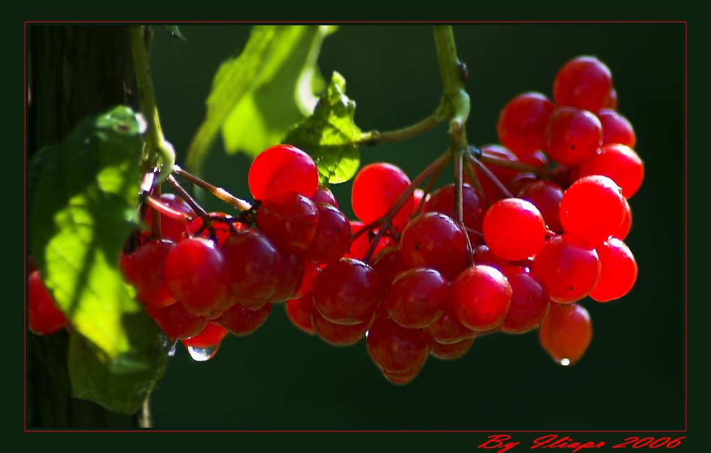 Белой акации гроздья душистые. Рябина в саду. Белая акация песня слушать. Романс белой акации гроздья душистые. Романс белой акации гроздья душистые.