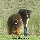 ���� Amgaa Kharsor, ����-�����, 52 ���� - ��������� 17 ���� 2016 � ������ ���� ����������