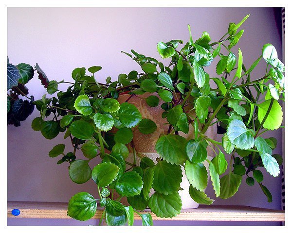 . (Plectranthus)      . ... - 2