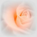 ���� Rose, ����������� - ��������� 12 ���� 2016 � ������ ���� ����������