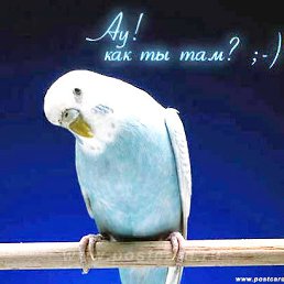 �����, �����-���������, 59 ���