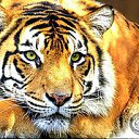 ���� ������, ������ - ��������� 20 ��� 2016 � ������ ���� ����������