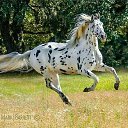 ���� Intiqam, ������������, 55 ��� - ��������� 15 ��� 2016