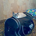 ���� �����, ������������, 39 ��� - ��������� 15 ���� 2016 � ������ ���� ����������