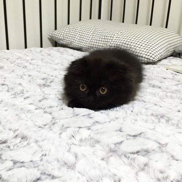 Этого кота зовут Gimo и у него большие прекрасные глаза - 8