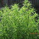 ���� ���������, ������, 55 ��� - ��������� 25 ���� 2016 � ������ ���� ����������