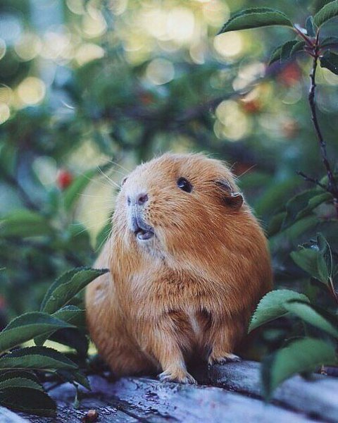 ��� �� ������� �������� - 4