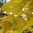 ���� �����, ����������� - ��������� 17 ����� 2016 � ������ ���� ����������