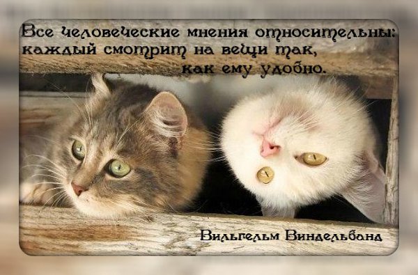Natali-koshka - 8  2016  15:45