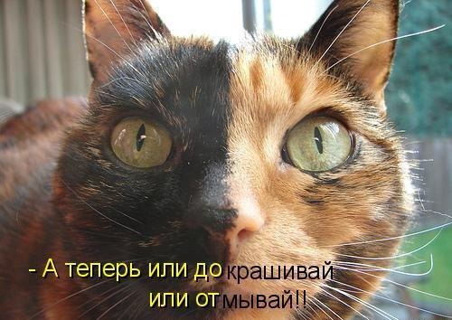 Котики - муркотики - 31 мая 2016 в 00:25