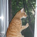 ���� �������, �����-���������, 55 ��� - ��������� 3 ������� 2016 � ������ ��������