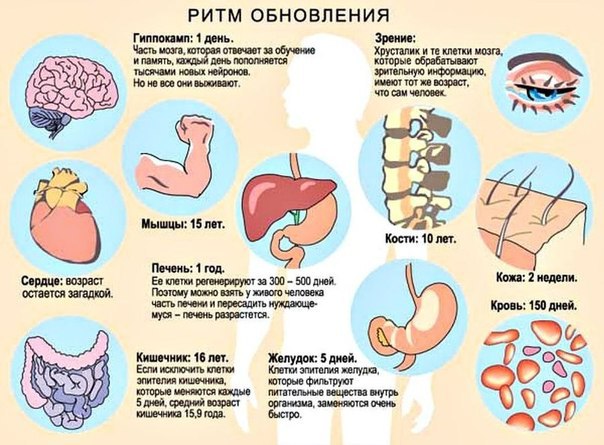 Ритмы обновления человеческого организма.Известно, что клетки в нашем организме обновляются. Но как ...
