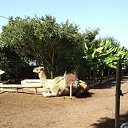 ���� Kazimieras, ����� - ��������� 13 ���� 2016 � ������ �Tenerife�