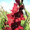 ���� Aleksandr, ������������, 51 ��� - ��������� 7 ���� 2016