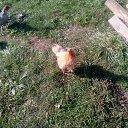 ���� �����, ������, 37 ��� - ��������� 6 ������� 2016 � ������ ������ ��������