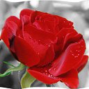 ���� ��������, ���� - ��������� 20 ��� 2016