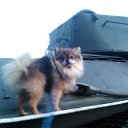 ���� ���������, ��������, 39 ��� - ��������� 26 ��� 2016 � ������ �������))�