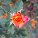 ��� ��������� ���� ��� �� ������� ���� ����������