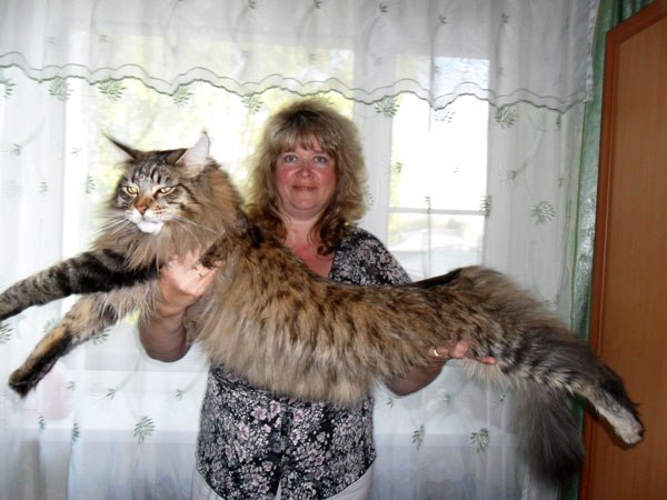   .- (Maine Coon)    ,    ... - 3