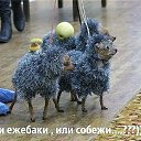 ���� Snow, ������ - ��������� 16 ��� 2016 � ������ ���� ����������