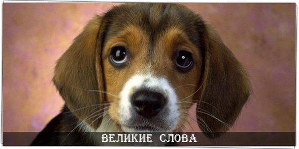 Собака - очень необычное создание. Она никогда не пристает с расспросами, какое у тебя настроение, ...