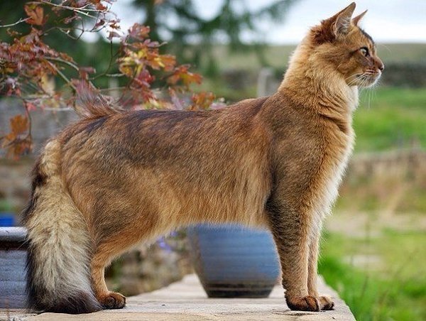Сомалийский кот