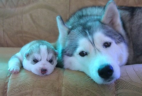 ***Victoria Viktorovna*** - 23  2016  16:07 - 2