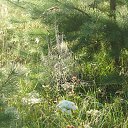 ���� ������, �����, 52 ���� - ��������� 31 ������� 2016 � ������ ���� ����������