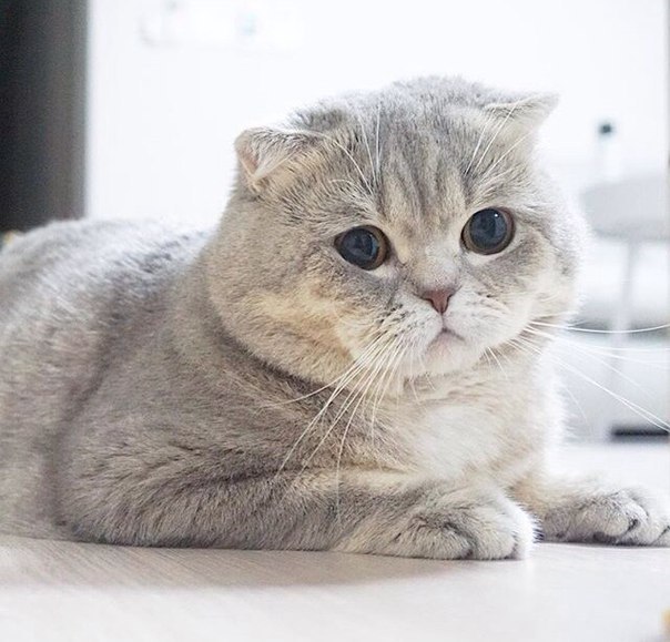 Без кота и жизнь не та - 13 марта 2016 в 08:30