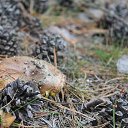 ���� ������, ���������, 42 ���� - ��������� 24 ����� 2016 � ������ ��������� ���