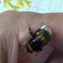 ���� Velvad, ���� - ��������� 30 ���� 2016 � ������ �VELVAD 17�