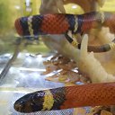 ���� ������, ������, 51 ��� - ��������� 25 ������ 2016 � ������ �����������-11�