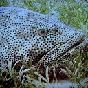 Malabar Grouper   Koh Lipe. 