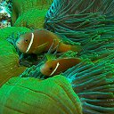 ���� Eric, ����, 61 ��� - ��������� 29 ������ 2016 � ������ �The beauty of the sea�