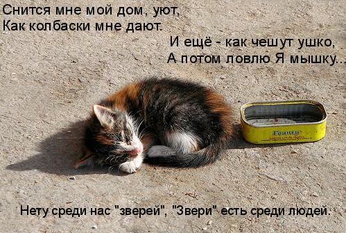 Без кота и жизнь не та - 5 апреля 2016 в 02:01