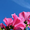 ���� Ptihka Pevhaya, ��� - ��������� 21 ������� 2016 � ������ ��� ����������