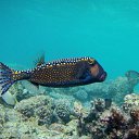 ���� Eric, ����, 61 ��� - ��������� 29 ������ 2016 � ������ �The beauty of the sea�