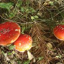 ���� ������, ��������, 62 ���� - ��������� 26 ���� 2016 � ������ ���� ����������