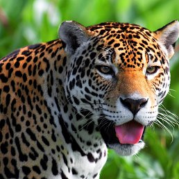 �, ������